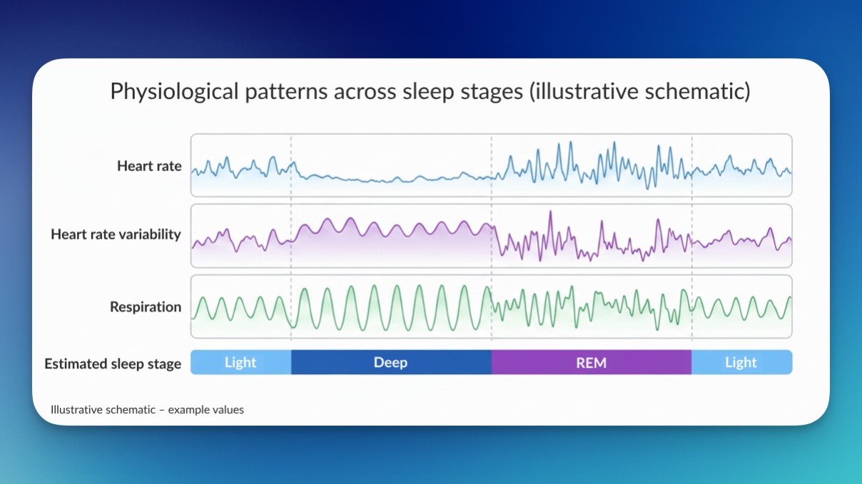 Physiological patterns across sleep stages